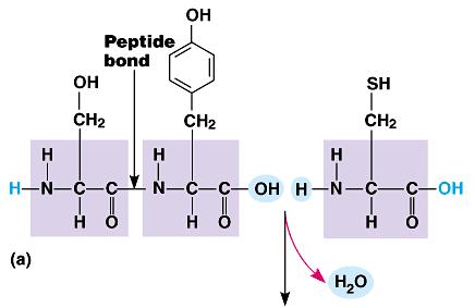 one amino acid and a hydrogen from the amino group of