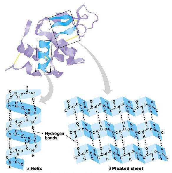 The secondary structure of a protein results from hydrogen bonds at regular intervals along the polypeptide backbone.