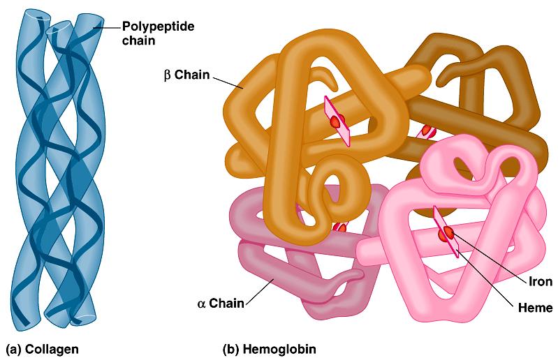 Quaternary structure results from the aggregation of two or more polypeptide subunits. Collagen is a fibrous protein of three polypeptides that are supercoiled like a rope.