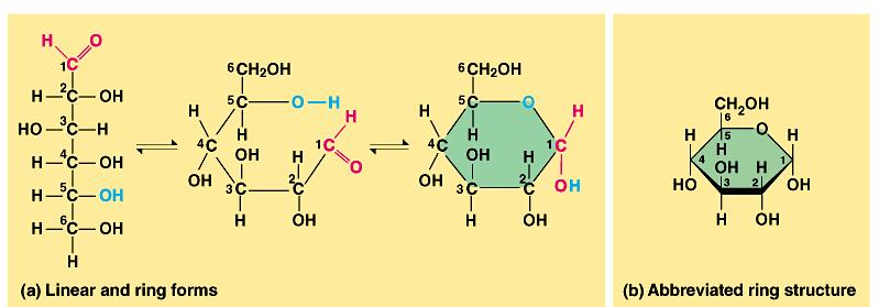 Monosaccharides, particularly glucose, are a major fuel for cellular work.