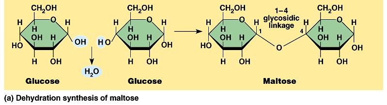 Two monosaccharides can join to form a dissaccharide via dehydration synthesis. IB folks want you to know these 3 examples.
