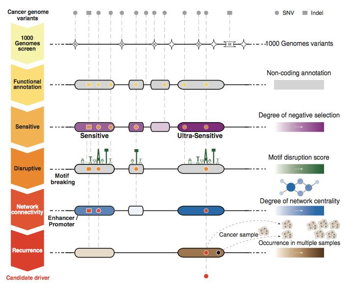 FunSeq Khurana et al, Integrative annotation of variants from 1092 humans: application to cancer genomics Science, 2013 Use enrichment of rare SNPs