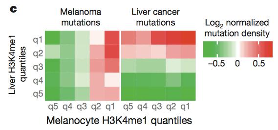 Cell-of-origin can be predicted by chromatin features Mutation rate is highly variable along the cancer genome Chromatin accessibility / chromatin modification / replication timing can explain the