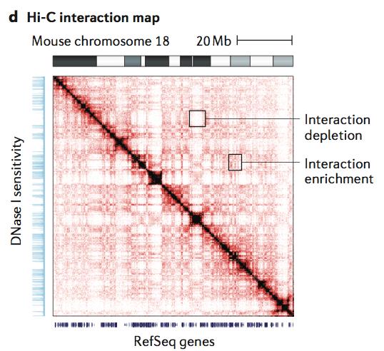 Hi-C Interaction Map