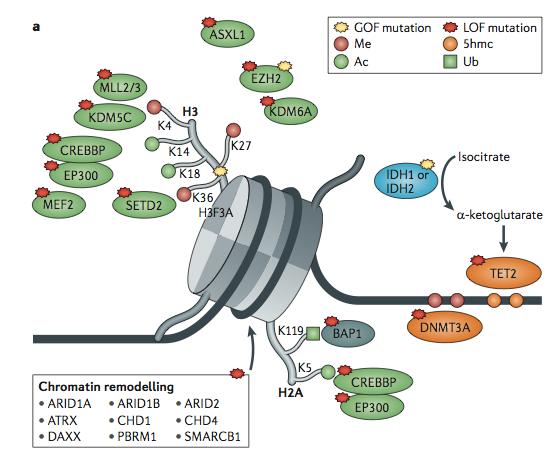 Frequent mutations in chromatin regulators Watson et al,