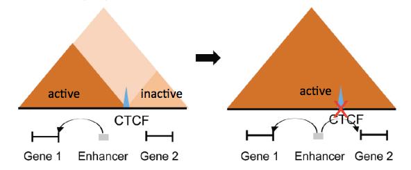 Disruption of CTCF binding Enhancers interact with their genes through loops.