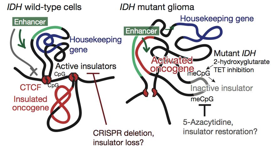 IDH mutant gliomas Flavahan et al, Insulator dysfunction and oncogene activation in IDH mutant gliomas, Nature, 2016 CTCF is methylationsensitive!