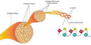 Collagen 80% of dry weight of the dermis providing structure, strength, and stiffness to dermal tissue In