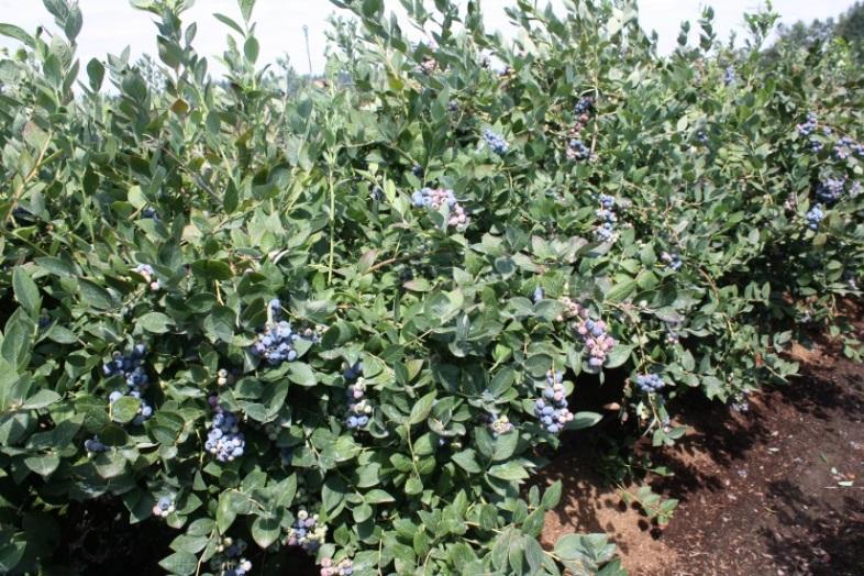Pesticide Residues in/on Blueberries After Commercial Mistigation and