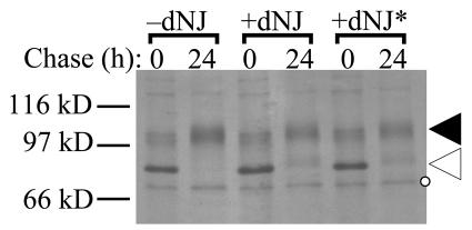Calnexin interaction stabilizes Shaker in ER 2901 Fig. 3. Inhibition of glucose trimming does not destabilize the wildtype Shaker protein.