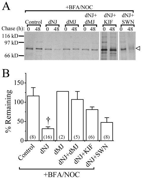 Calnexin interaction stabilizes Shaker in ER 2905 Fig. 8. ER mannosidase I inhibitors block ERAD of wild-type Shaker protein.