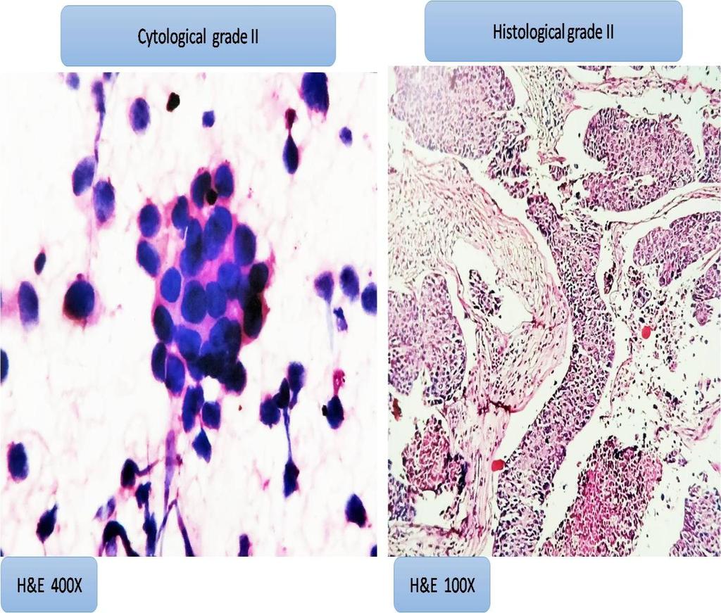 cytological and histological microscopic