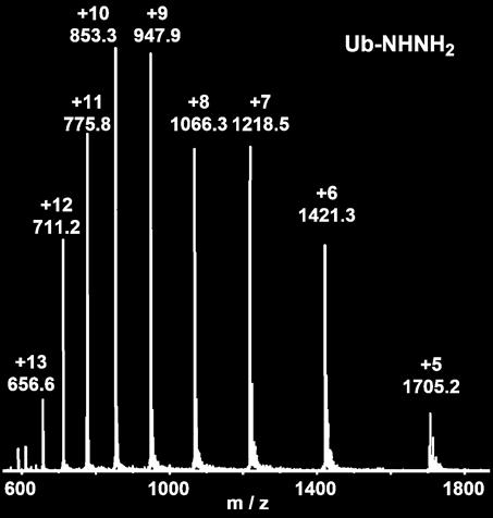 Figure S6: The Mass Spectrometry of Ub-NHNH 2 (ESI