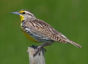 1 WESTERN MEADOWLARK MANUSCRIPT REVIEW HISTORY MANUSCRIPT (ROUND 1) Abstract This research examines how consumers utilize base rate (e.g., disease prevalence in a population) and case information (e.
