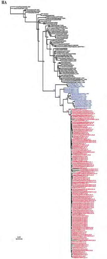 Phylogenetics: 1:No new clade of HA