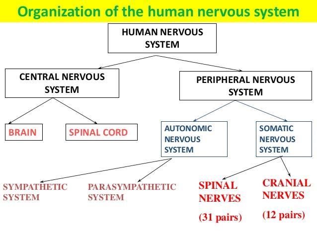 Today we will start talking about the physiology of the nervous system and we will mainly focus on the Central Nervous System.