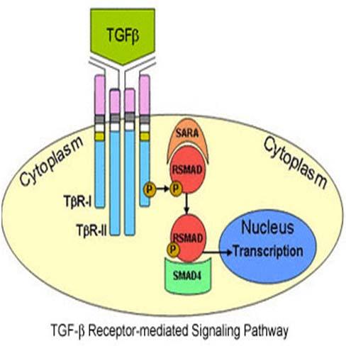 TGFβ receptor-mediated signaling pathway TGFB-1 and -2 receptors activate Smad-dependent and -independent pathways Smads