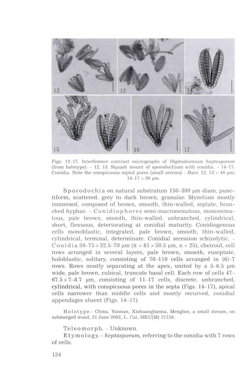 15 17 Figs. 12-17. Interference contrast micrographs of Digitodesmium heptasporum (from holotype). - 12, 13. Squash mount of sporodochium with conidia. - 14-17. Conidia.
