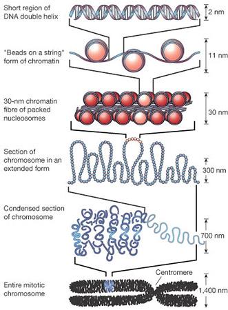 Chromatin and DNA structure Figure