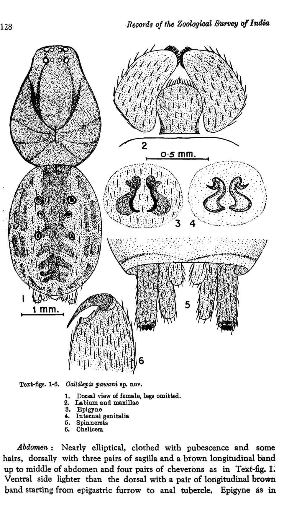 128 Record8 o/the Zoological SurtJey o!l'f1,(],io, Text-figs. 1-6. Oallil8jlis pawan, sp. nov. 1. Dorsal view of fema.le, legs omitted.. 2. La bium and maxilla.e s. Epigyne 4. Internal genita.lia 5.