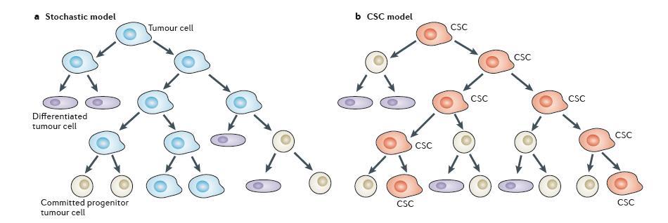 Stochastic cancer evolution versus cancer stem