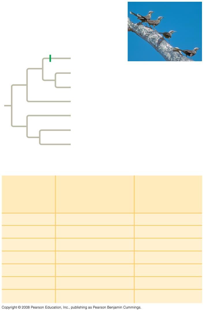 Fig. 24-3 EXPERIMENT Example of a gene tree for population pair A-B Allele Population Gene flow