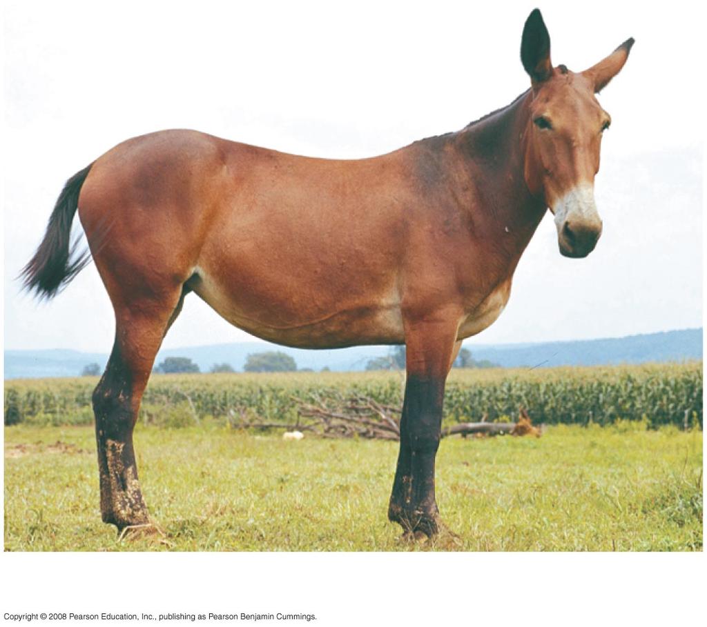 (i) ( j) Horse Donkey (k) Mule (sterile