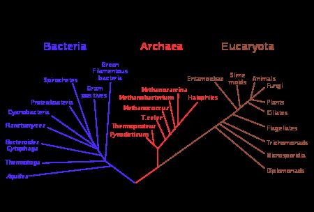 asexual organisms including all prokaryotes