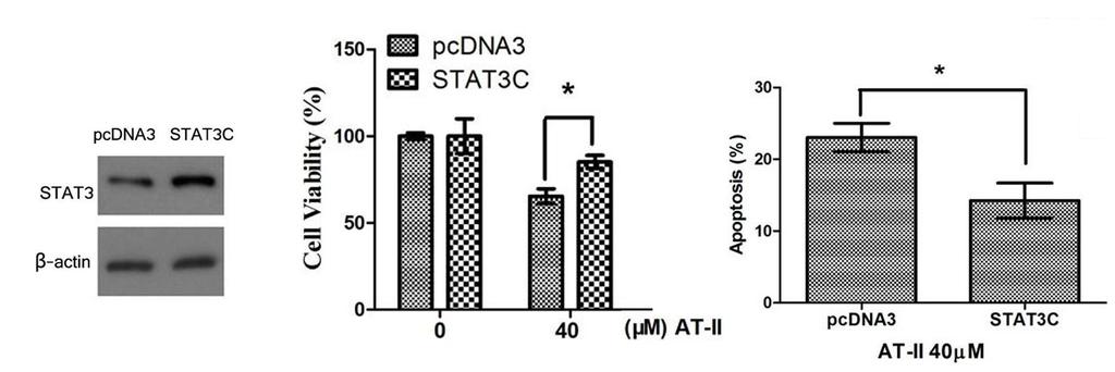 Overexpression of STAT3C diminished the effects of AT-II on cell growth