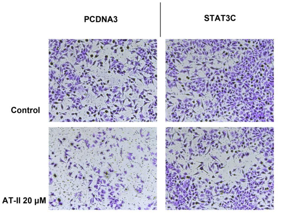 Overexpression of STAT3C diminished the effects of