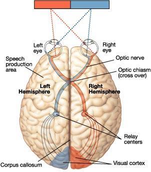 Fixate on central point, present stimulus to one visual field Visual-field studies Information from left visual field goes to right hemisphere and