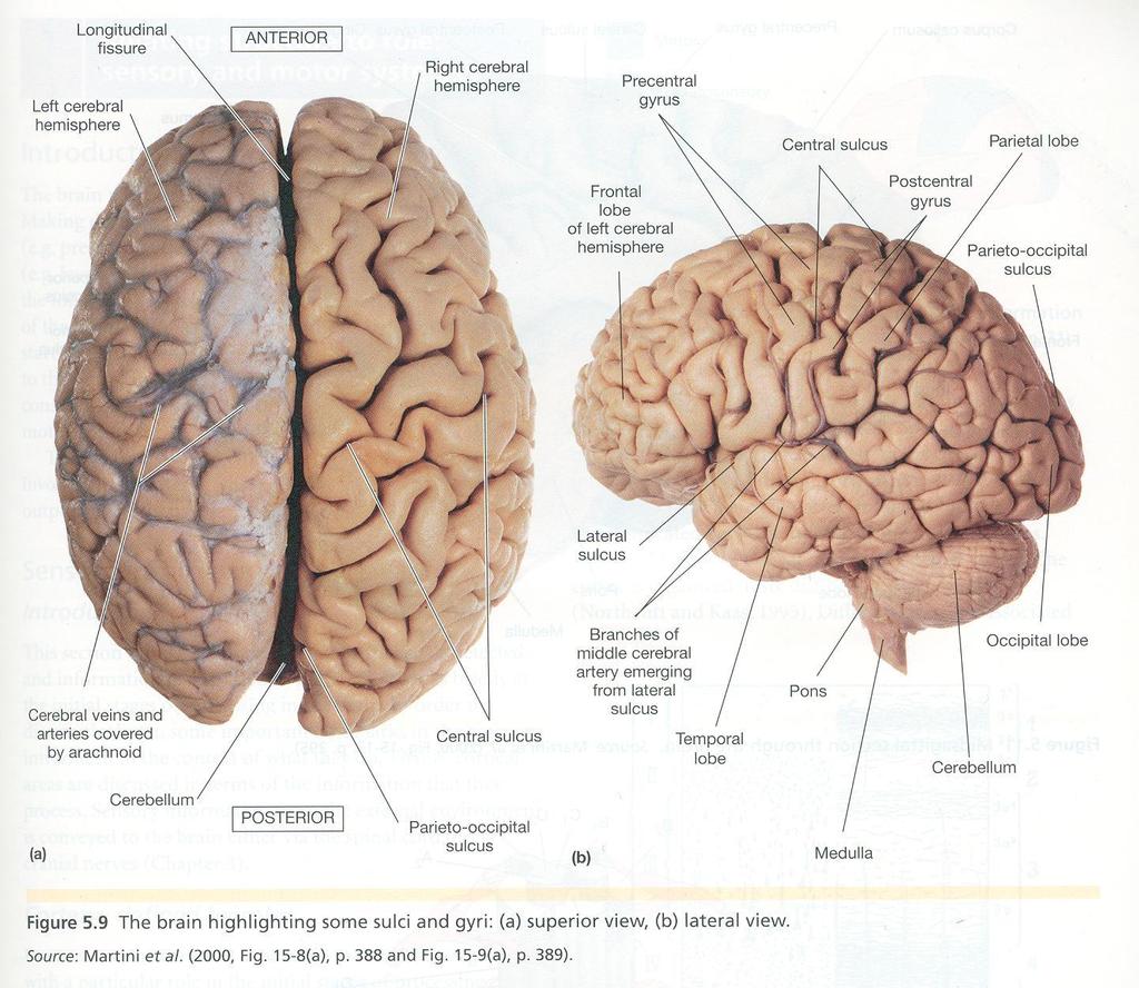 Hemispheres of the Brain Divided into 2 almost Identical Halves: Cerebral