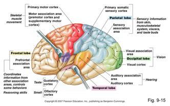 The Senses Information from sensory organs received by: Primary visual cortex Primary auditory cortex Primary somatosensory cortex