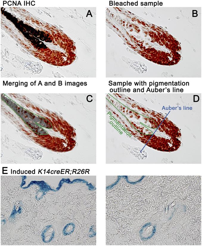 Fig. S7. Method of establishing Auber line level in immunohistologic (IHC) samples. Stained anagen hair follicle samples from pigmented mice were treated with H 2 O 2 to bleach follicular melanin.