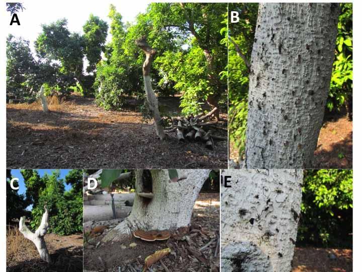 Fig. 4. A. Examples of stumping treatments on infested avocado trees in an attempt to reduce beetle populations; B.