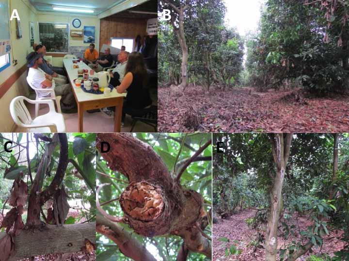 Fig. 6. A. Meeting with extension specialist, researchers and growers; B. Grove infested with PSHB/FD; C.