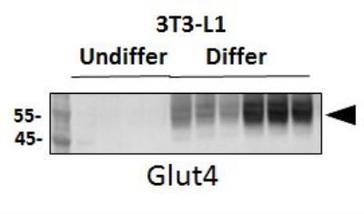 NBP1-49533 Glut4 Antibody Product Information Unit Size Concentration Storage Clonality Preservative Isotype Purity Buffer Page 1 of 8 v.20.1 Updated 2/20/2019 0.1 ml 1.