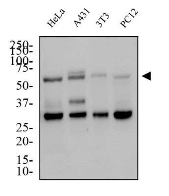Western Blot: Glut4 Antibody [NBP1-49533] - Total protein from Human HeLa and A431, Mouse 3T3 and Rat PC12 cells was separated on a 12% gel by SDS-PAGE, transferred to PVDF membrane and blocked in 5%