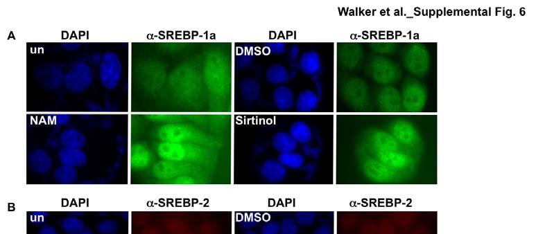 Supplemental Figure 6. Multiple mechanisms of sirtuin inhibition regulate nuclear abundance of SREBP-1a and SREBP-2 in HeLa cells.