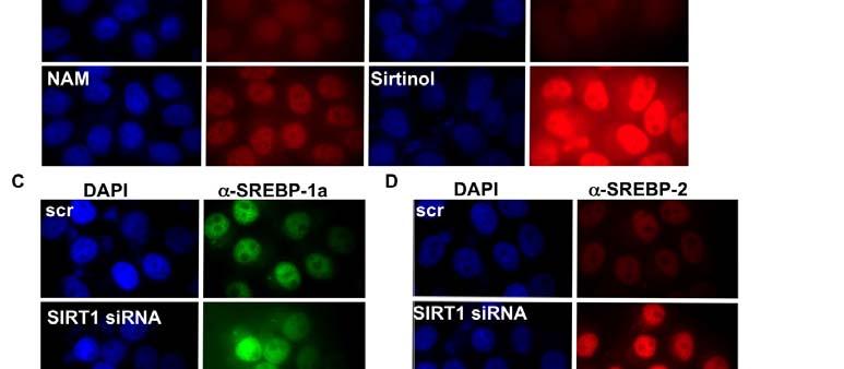 Cells were stained with antibodies to (A) SREBP-1a or (B) SREBP-2 along with DAPI and visualized by immunofluorescence.