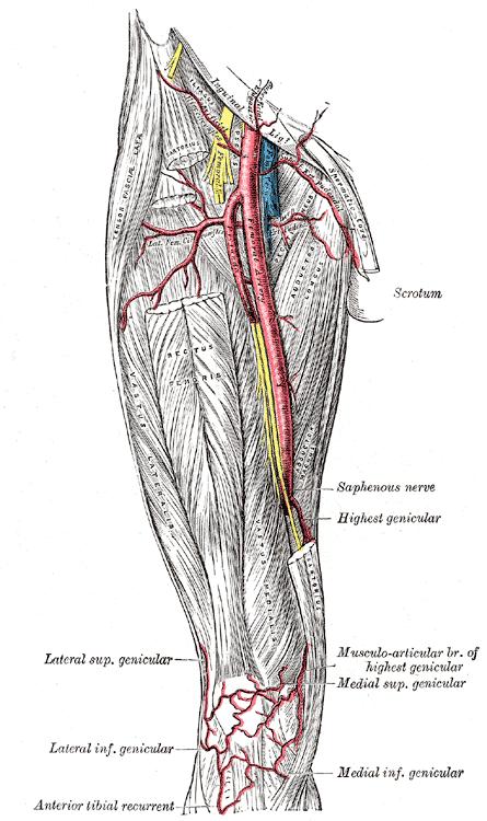 Trace the femoral nerve downwards along the femoral artery 4.