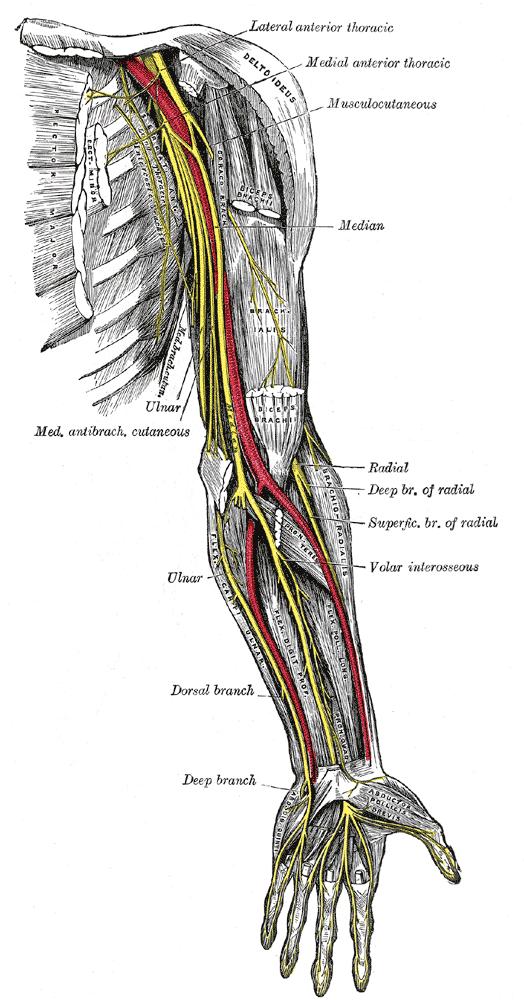 It is often identifiable sandwiched between the forearm
