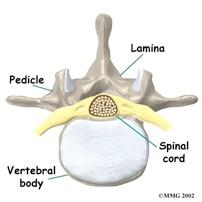 Spinal and Epidural 1.