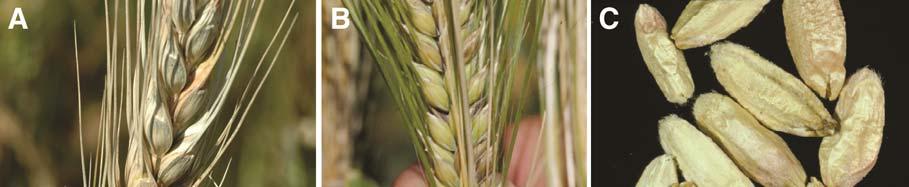 Infection at these growth stages is favored by prolonged wet weather and high humidity. All or portions of infected wheat heads prematurely whiten (Fig.