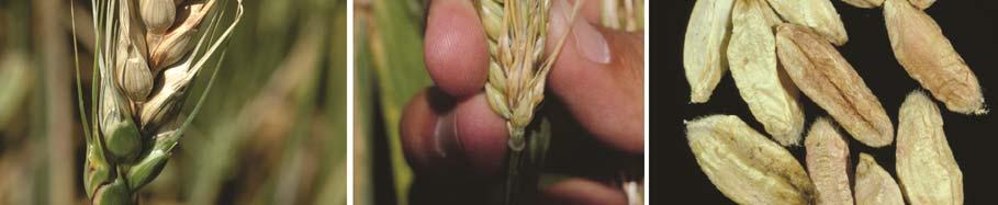 1C). The disease destroys grain yield and quality late in the crop s growth cycle, at the time when non-diseased wheat and barley grain heads normally are developing plump, sound kernels.