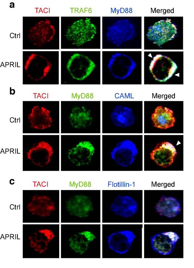Figure 5. TACI co-localizes with MyD88, TRAF6, CAML and flotillin-1 upon exposure of B cells to APRIL.