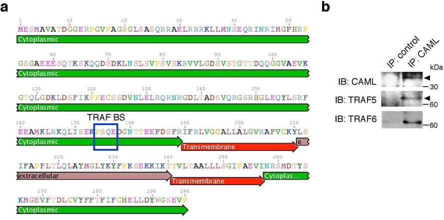 Figure 9. CAML has two transmembrane domains and interacts with TRAF5 and TRAF6. (a) Amino acid sequence of CAML.
