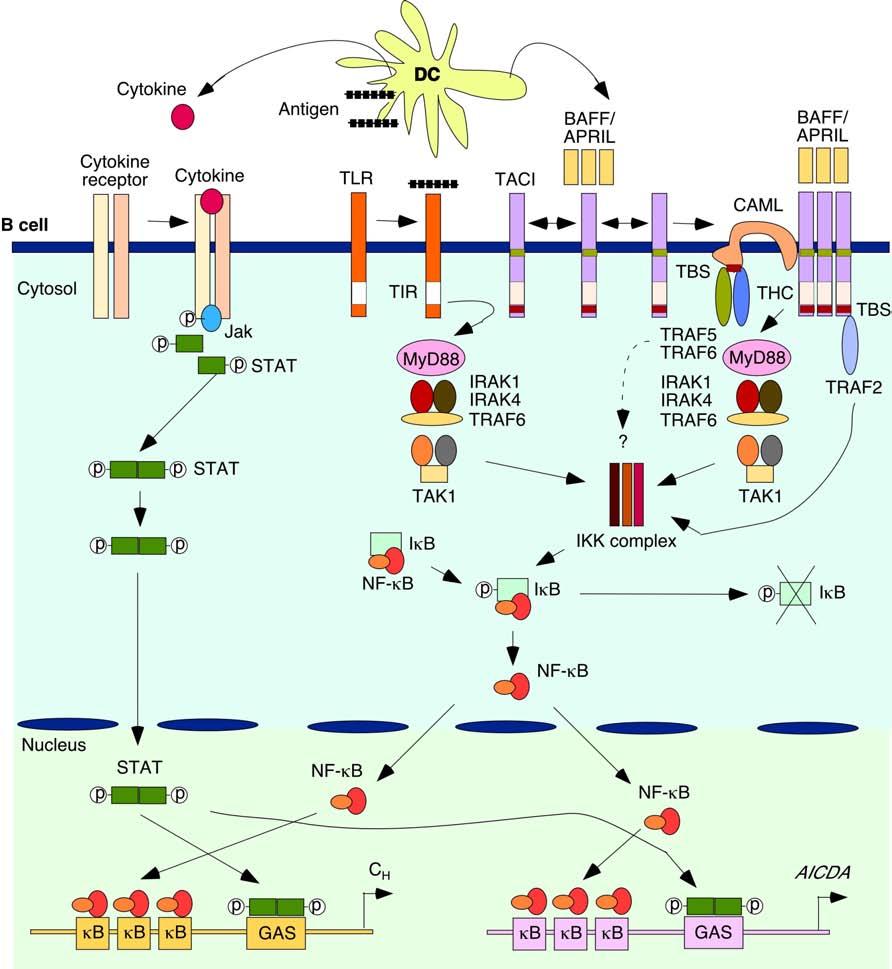Figure 16. TACI signals CR through a TLR-like TIR-independent pathway involving MyD88.