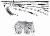 SOUTHEAST ASIAN J TROP MED PUBLIC HEALTH From PLATE 15: Hindtarsomeres with apical pale bands only PLATE 17 Wing apex with narrow pale fringe spot, not extending beyond veins R 1 to R 3 Wing apex