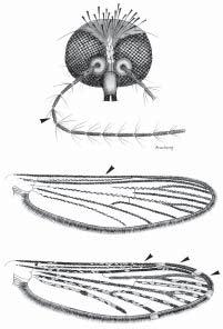 Antennal flagellomeres with dense covering of long pale sensilla between whorls that provide fuzzy appearance 2. Wing entirely dark-scaled 1.
